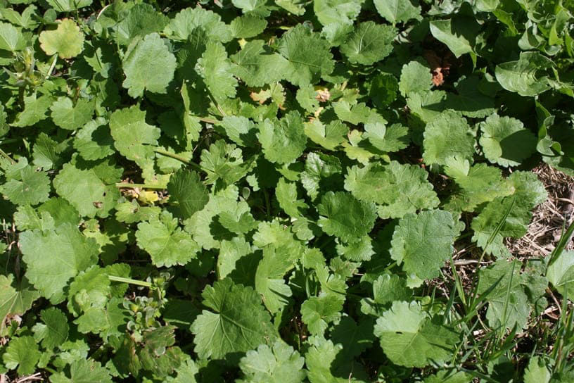 Creeping Mallow